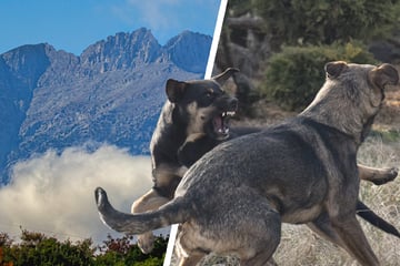 Blutiger Vorfall am Olymp: Wilde Hunde beißen deutsche Urlauberin fast tot