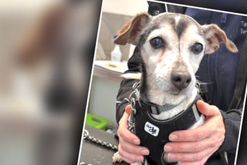 Besitzer wollen ihn nach 13 Jahren loswerden: Kleiner Hund versteht die Welt nicht mehr