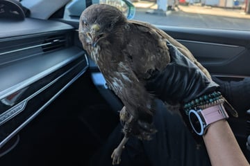 Verletzter Bussard hockt auf A4 und wird von der Polizei gerettet