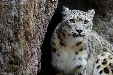 Enttäuschung bei Schneeleoparden im Zoo Leipzig: Hergerichtete Mutterstube bleibt leer