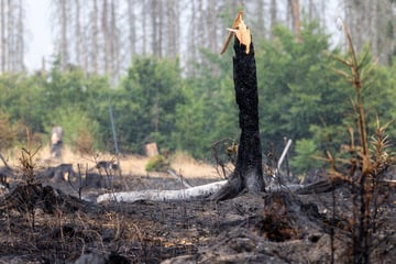 Nach Waldbrand auf Saalfelder Höhe: Davon gehen Fachleute aus