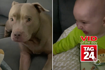 Viral Video of the Day for February 1, 2025: Toddler's hysterical laughter over dog's towel trick goes viral!