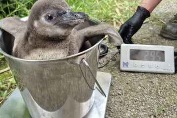 Flauschiger Nachwuchs: Krefelder Zoo freut sich über seltene Pinguin-Babys