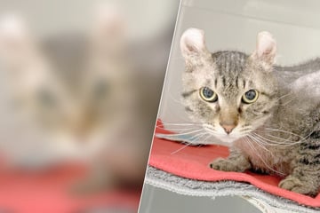 Verdrehte Ohren, nackter Rücken: Um welches Tier handelt es sich denn hier?