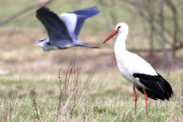 Expert: The number of storks in Saxony-Anhalt is stabilizing