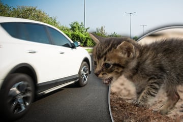 Frau schmeißt Baby-Katzen brutal aus fahrendem Auto