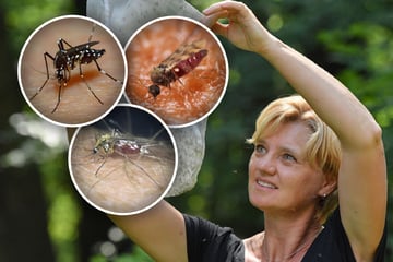 Sachsens großer Mückenatlas: Das sind die gefährlichsten und fiesesten Blutsauger