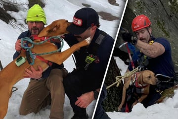 Hund fällt Klippe hinunter und wird fast von Wasserfall mitgerissen