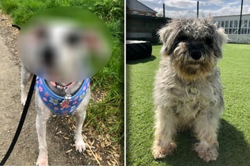 Hund sieht nach Scherung völlig anders aus: Ein Detail erstaunt seine Retter besonders