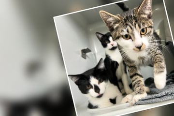 Finder bringt Katzen-Kinder ins Tierheim: Story um Fundort gibt Rätsel auf