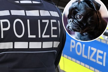 Polizei eilt auf A656 zur Hilfe: Verängstigter Mops hat großen Schutzengel