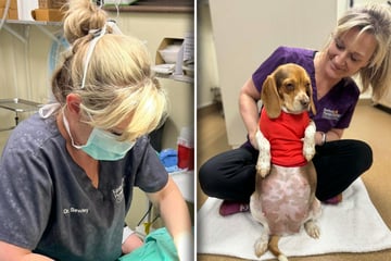 Trächtige Hündin wird geröntgt: Beim Blick aufs Bild macht das Team große Augen