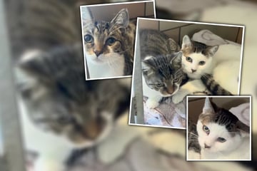 Aus Überforderung abgegeben: Schmuse-Duo sucht gemeinsames Zuhause