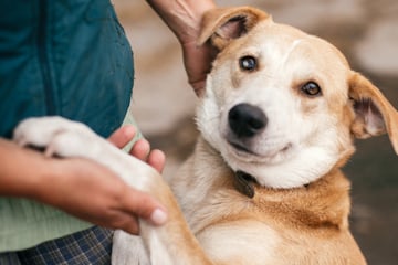 Bindung zum Hund: So erkennst Du ein gutes Verhältnis zwischen Tier und Mensch