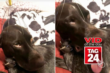 Viral Video of the Day for December 24, 2024: Head massager makes dog insta-relaxed: "too good"