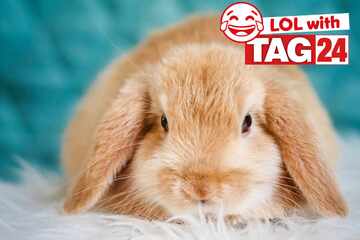 Joke of the Night for March 27, 2026: A bunny funny