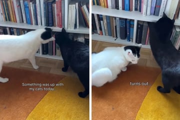 Katzen tummeln sich plötzlich am Bücherregal: Als Besitzerin den Grund erkennt, steht sie unter Schock