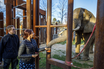 Dresdner Elefanten gehen dem WTC-Management an die Nüsse