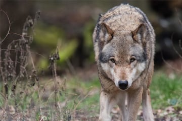 Wölfe: Tierschützer geben nicht auf: Weitere Klage wegen Wolf im Schwarzwald