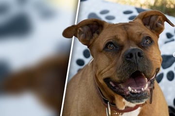 Staff-Mix Appo wartet schon lange, doch Tierheim-Mitarbeiter geben die Hoffnung nicht auf