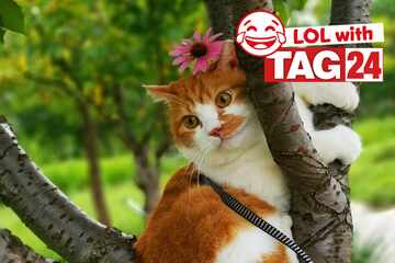 Joke of the Day for May 31, 2025: A cat joke to get your funny on for Caturday