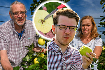 "Pia41": Das ist Dresdens neuer Super-Apfel!