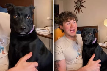 Mann lässt DNA-Test an "seltsam aussehendem Hund" durchführen: Ergebnis hat er nicht erwartet