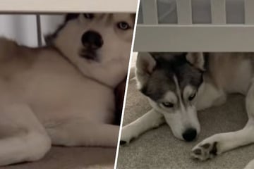 Husky schläft jeden Tag unter Kinderbett: Was Junge dann tut, rührt zu Tränen