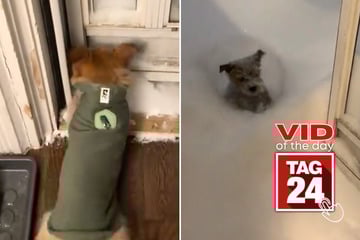 Viral Video of the Day for January 28, 2026: Dog learns about deep snow – and instantly regrets it!