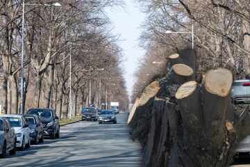 Dresden: Trotz Schonzeit: Am Ostragehege kreischen bald die Kettensägen