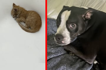 "Reactive" Pit Bull dog's response to scared kitten houseguest surprises everyone!