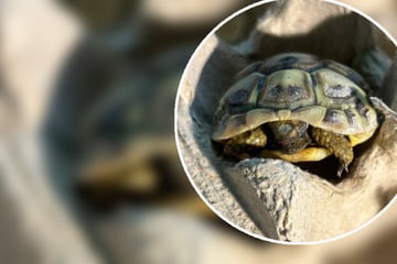 Einsame Schildkröte in Eierkarton ausgesetzt: Was auf dem Weg ins Tierheim passiert