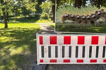 Gefahr durch giftige Raupen: Stadt in Sachsen sperrt Park ab