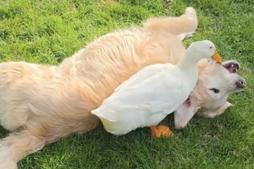 Golden Retriever ist völlig in sich gekehrt: Als Frauchen dann eine Ente anschleppt, passiert etwas Unerwartetes