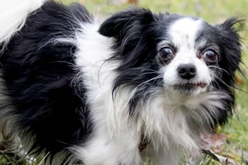 Er heißt nicht grundlos Wasabi! Chihuahua wurde einfach auf der Straße entsorgt