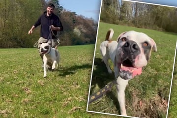 Ein Kumpel fürs Leben: American Bulldog Bernie sucht nach neuer Familie
