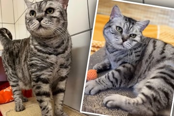 Schmusekater landet nach Schicksalsschlag im Tierheim: Jetzt träumt er von einem Neuanfang