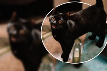 Ein ganz spezieller Kater: Darum ist "Mausi" nur etwas für Katzenprofis