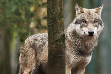 Wölfe: Weniger Angriffe auf Nutztiere: Zahl der Wölfe wächst langsamer als im Vorjahr
