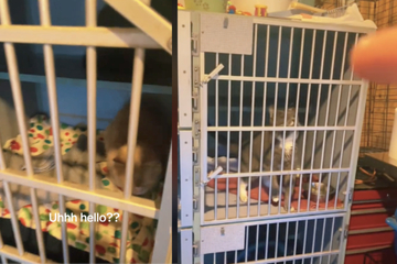 Tierpflegerin kontrolliert Katzen-Käfige: Was sie darin findet, macht sie fassungslos