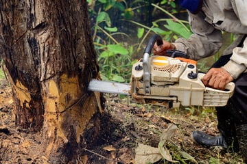 Mann (†49) bei Waldarbeiten in Nordhessen von Baum erschlagen