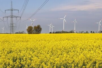 Schädlingsalarm: Erste Schäden im Raps werden sichtbar