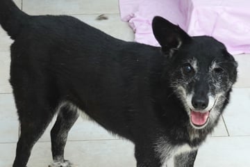 Otto hat nur noch ein Auge und ein Ohr: Hund glänzt mit "Piratencharme" und hofft auf Happy End