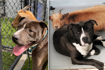 Dynamic dog and goat duo find happy farm ending after shelter stint