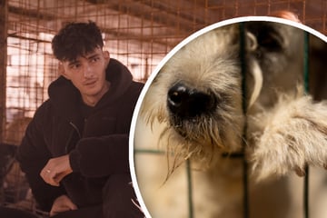 "Hunde-Mafia": Doku zeigt Millionen-Geschäft mit Tötung von Straßenhunden