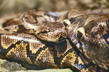 Sie kam nicht nach Hause: Suche nach vermisster Ehefrau endet tragisch im Maul einer Python
