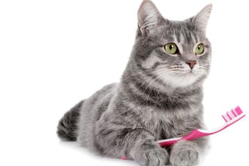 Muss man Katzen Zähne putzen? 5 tierische Tipps zur Zahnpflege