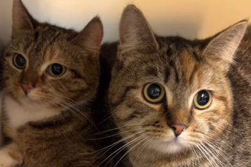 Katzen kommen unter seltsamen Umständen ins Tierheim: "Ganz schön komische Geschichte"
