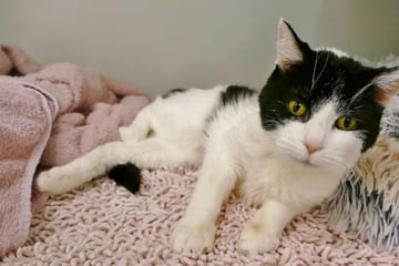 Katzenoma hofft auf letztes Plätzchen: Bekommt Phoebe ihr Happy End?