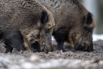 Kampf gegen Schweinepest in Thüringen: Knapp 600.000 Euro im vergangenen Jagdjahr ausgezahlt